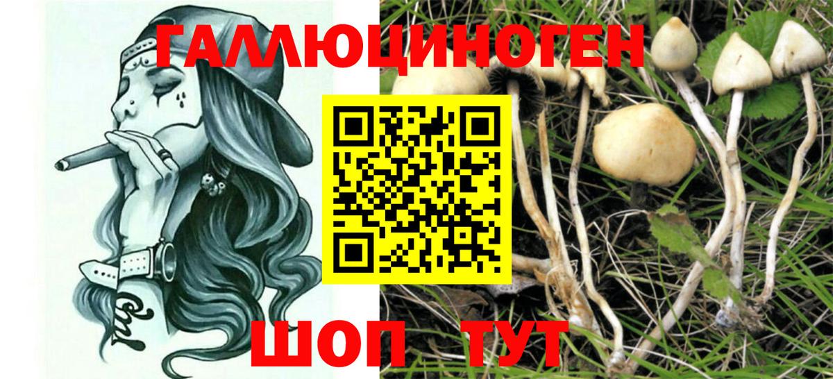 Галлюциногенные грибы Psilocybine cubensis  Галлюциногенные грибы прущие грибы  Бор 